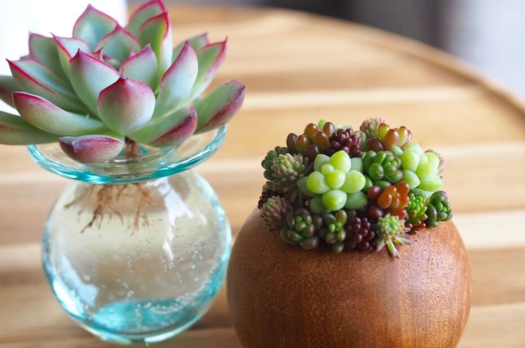 水 耕 栽培 多肉 植物 水 耕 栽培 多肉 植物