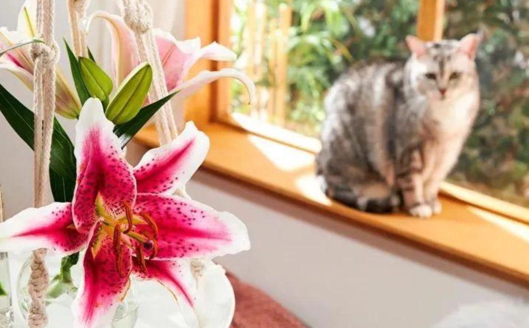百合花對貓有害嗎