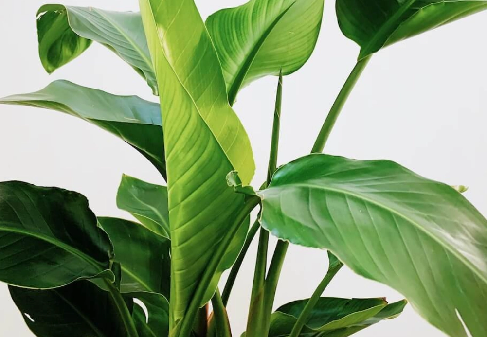 天堂鳥介紹 天堂鳥介紹