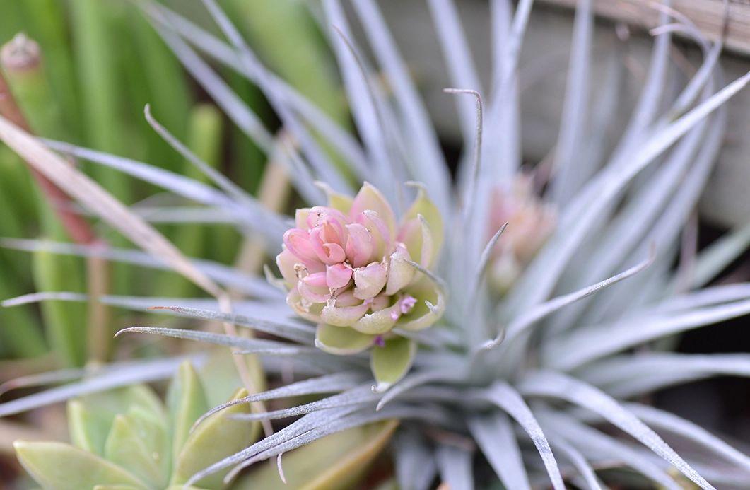 空氣草作用 空氣草作用