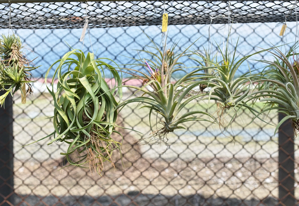 空氣鳳梨是什麼