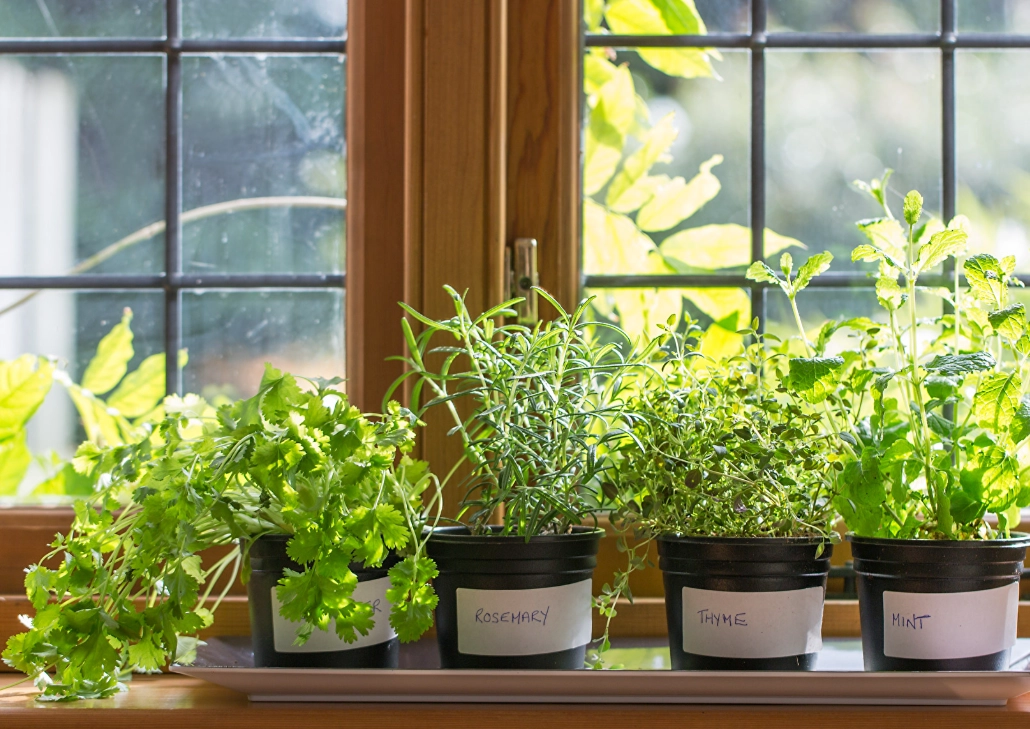 多年生香草植物