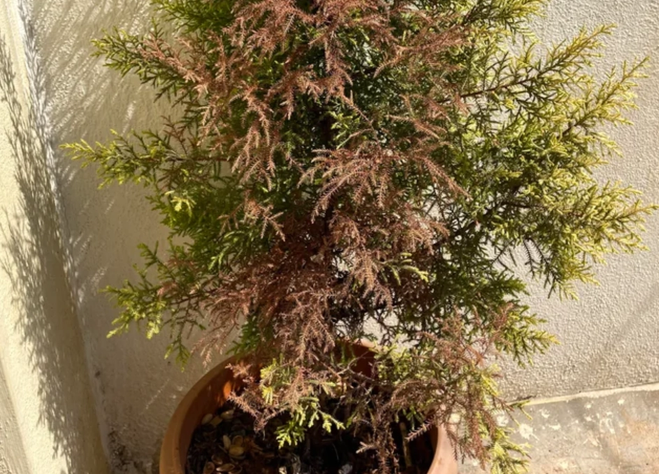 柏樹枯黃 柏樹枯黃