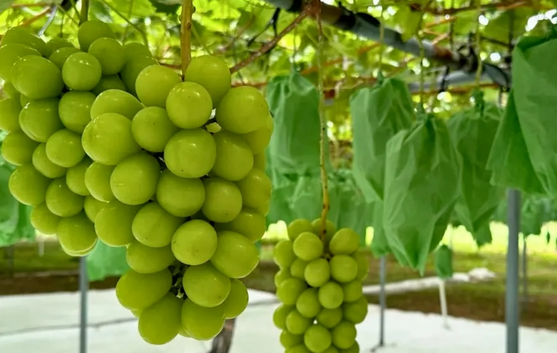 麝香葡萄怎麼種