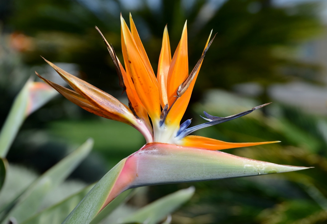 鹤望兰怎么养 鹤望兰怎么养