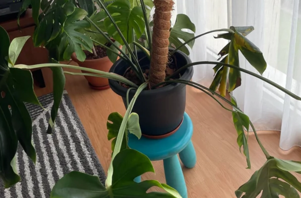 龜背芋垂頭喪氣