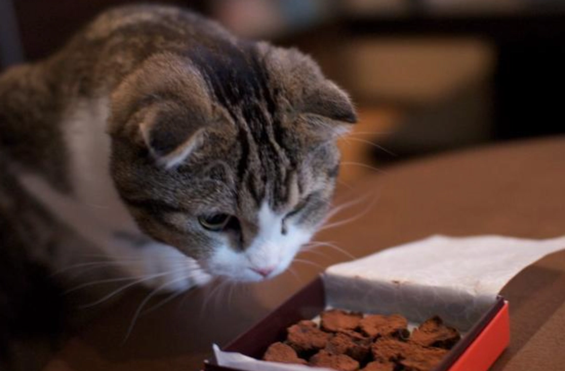 對貓有害的食物