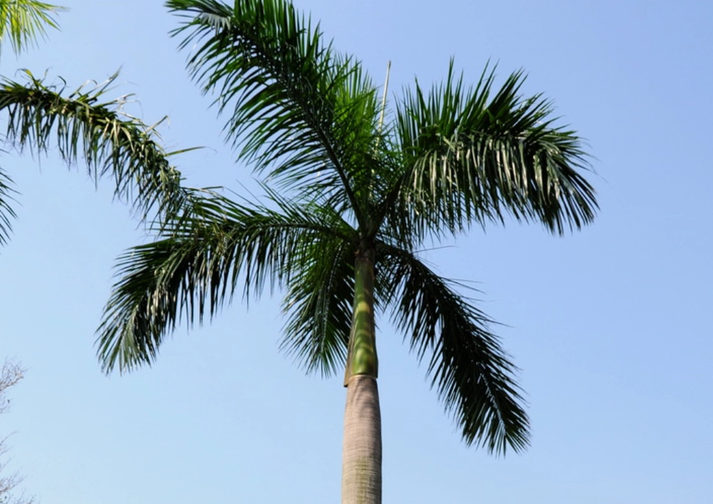 大王椰子樹修剪