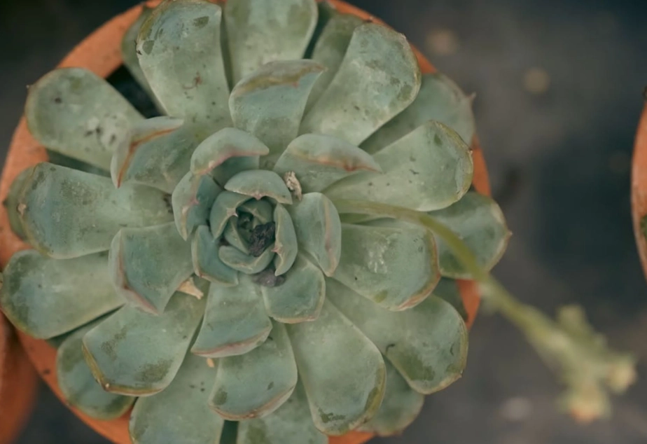 多肉 葉片 變 薄