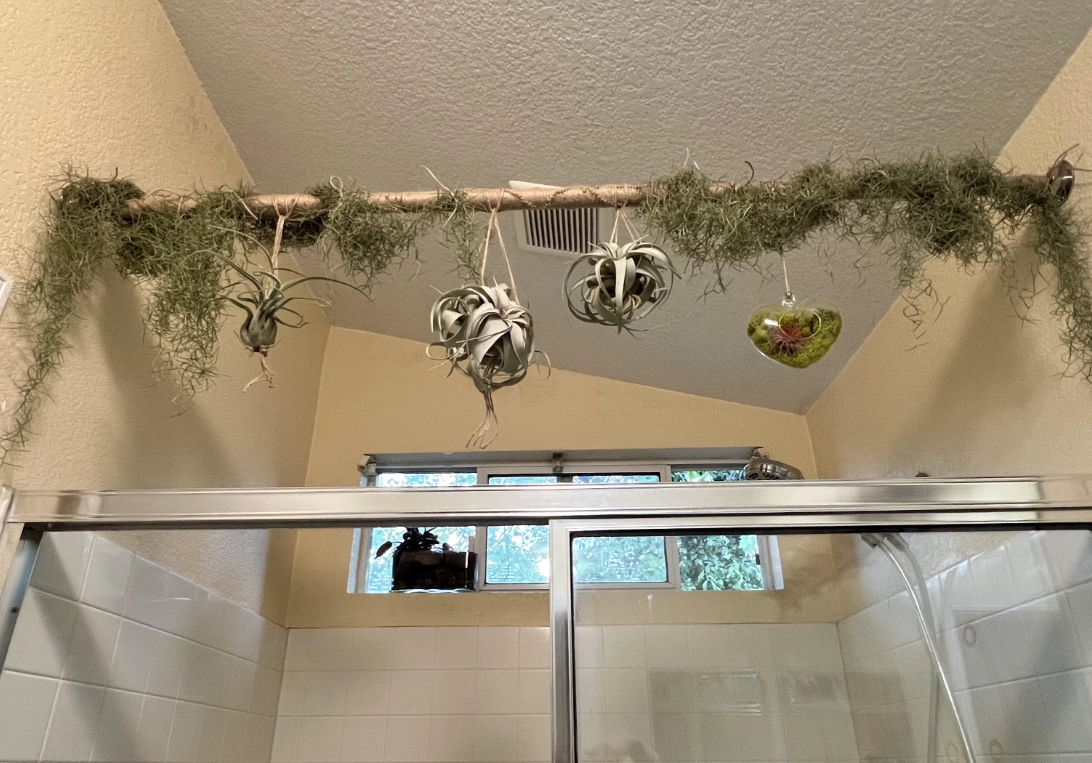 空氣鳳梨浴室 空氣鳳梨浴室