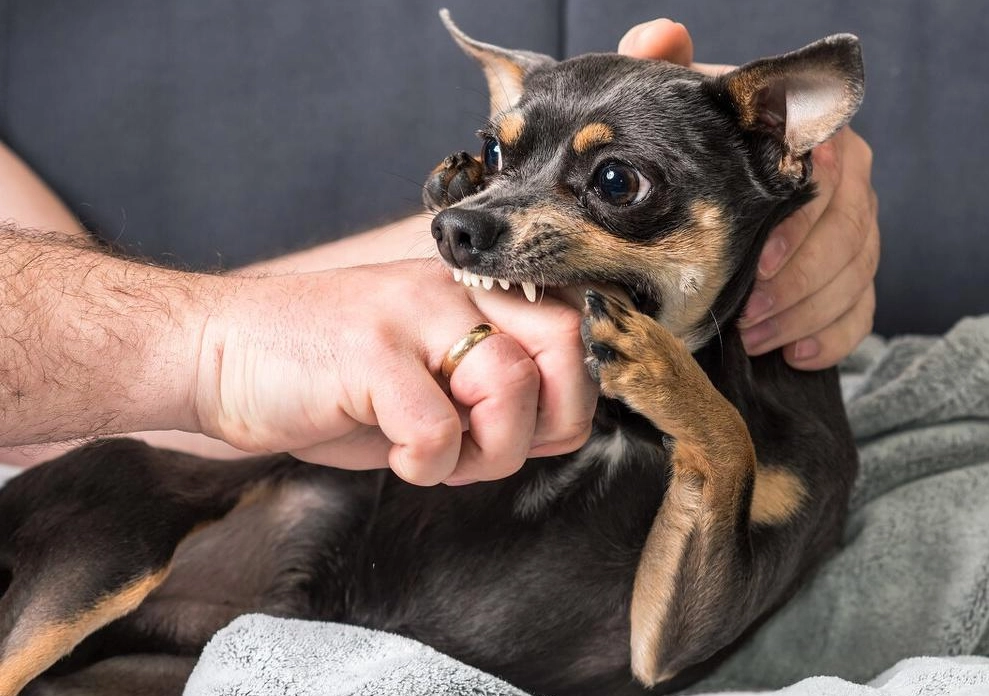 夢 到 被狗咬手 流血