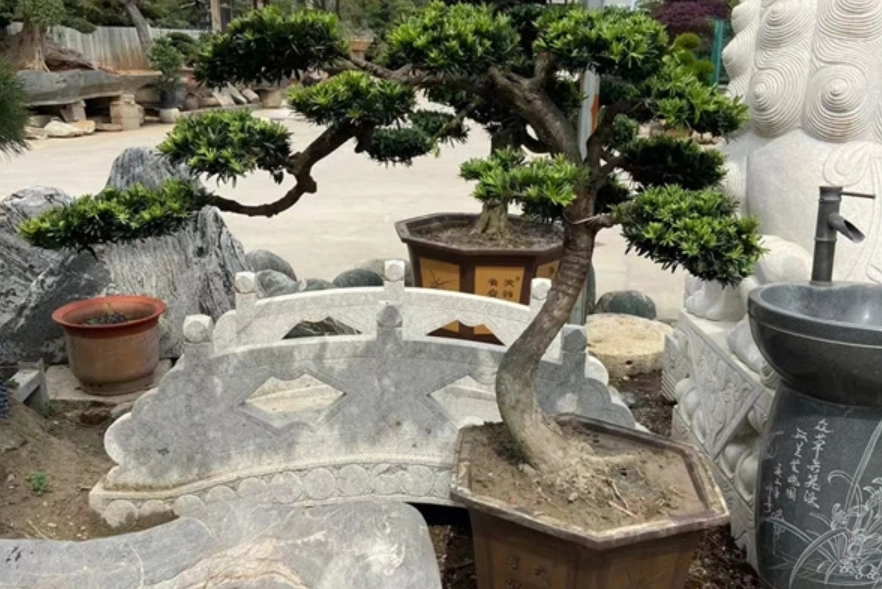 羅漢松如何矮化