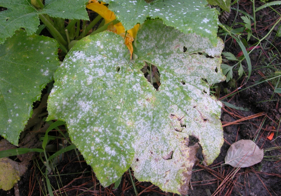 植物白粉病如何治療