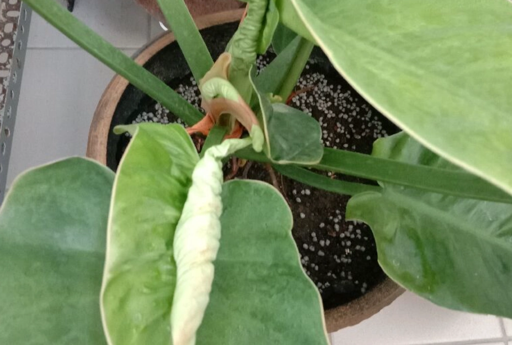 葉子為什麼會捲起來