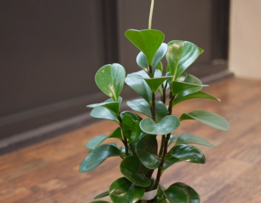 圓葉金錢樹開花