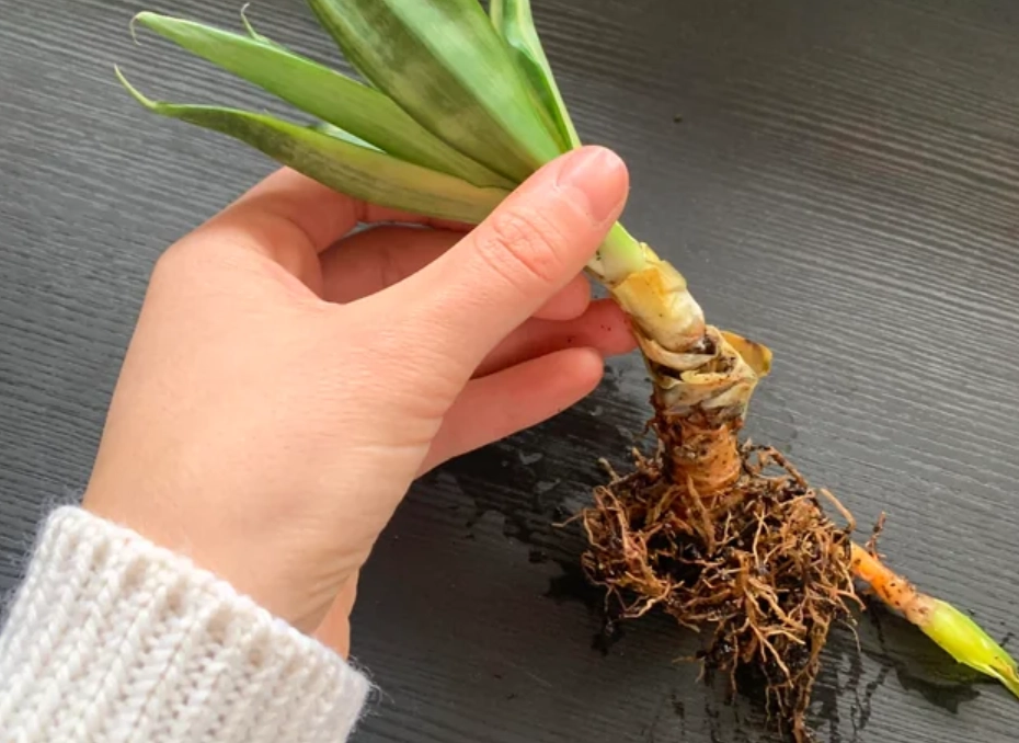 虎尾蘭爛根補救