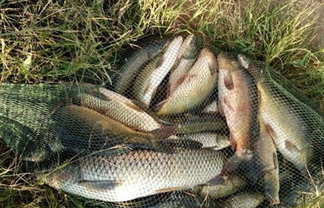 夢見抓到很多魚