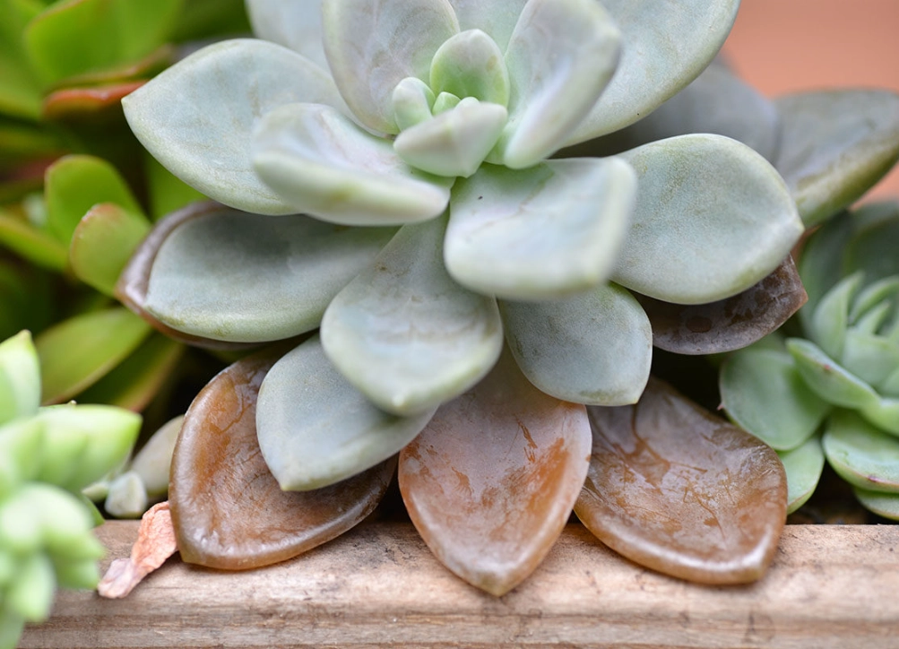 多肉果凍化怎麼辦