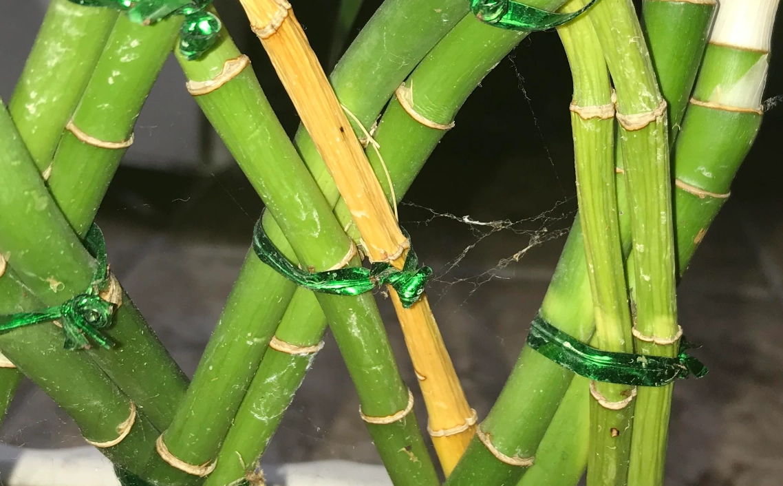 竹子繁殖方式 竹子繁殖方式