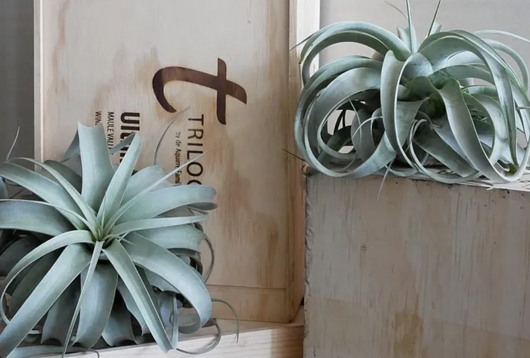 空氣草花期 空氣草花期