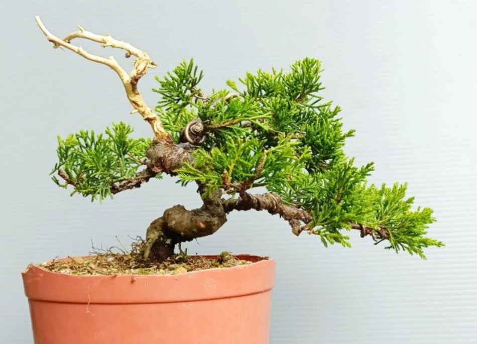 系魚川真柏修剪