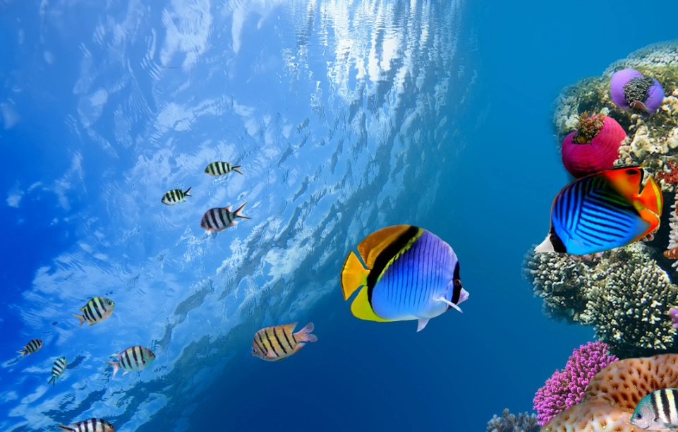 夢見魚在水裡游 夢見魚在水裡游