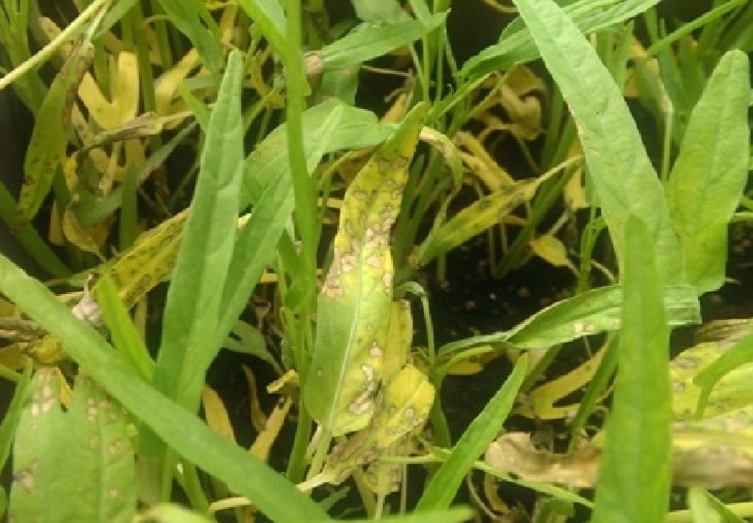 空心菜變黃能吃嗎