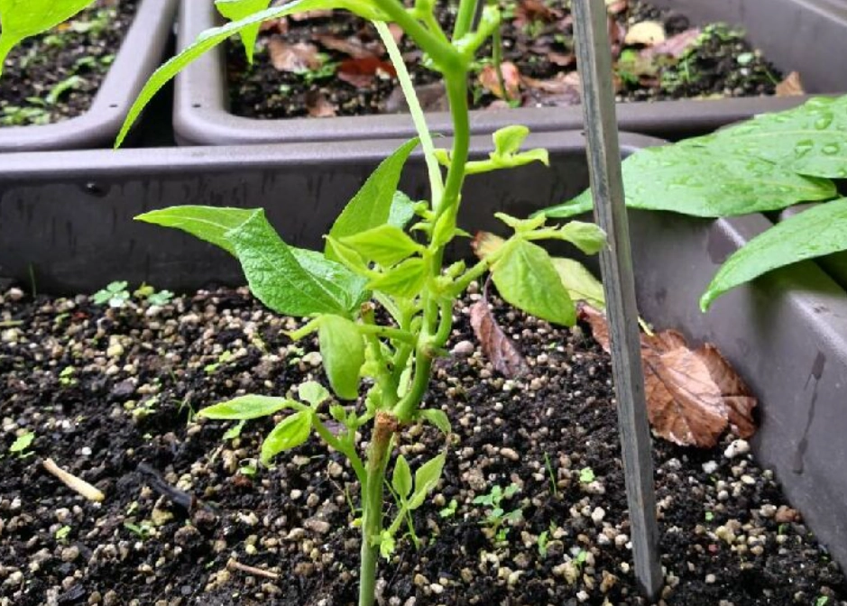 四季豆種植多久可以收成