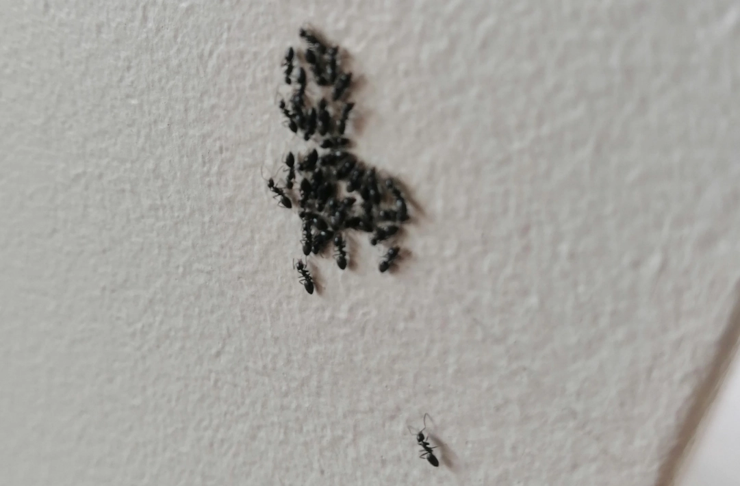 夢到牆壁很多螞蟻 夢到牆壁很多螞蟻