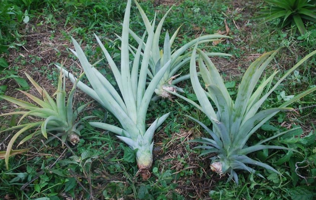 凤梨的繁殖方法三年级