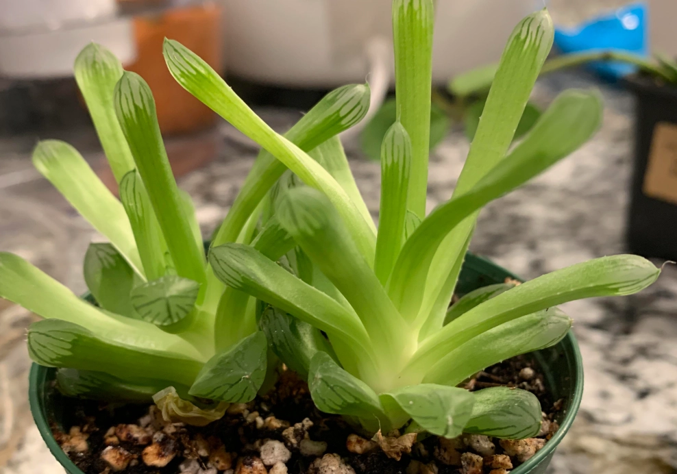 玉露徒長怎麼辦