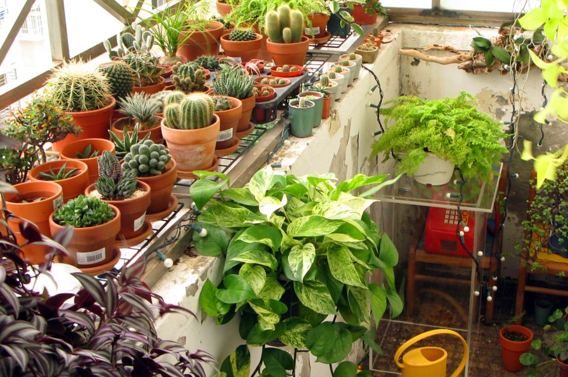 小陽台植物