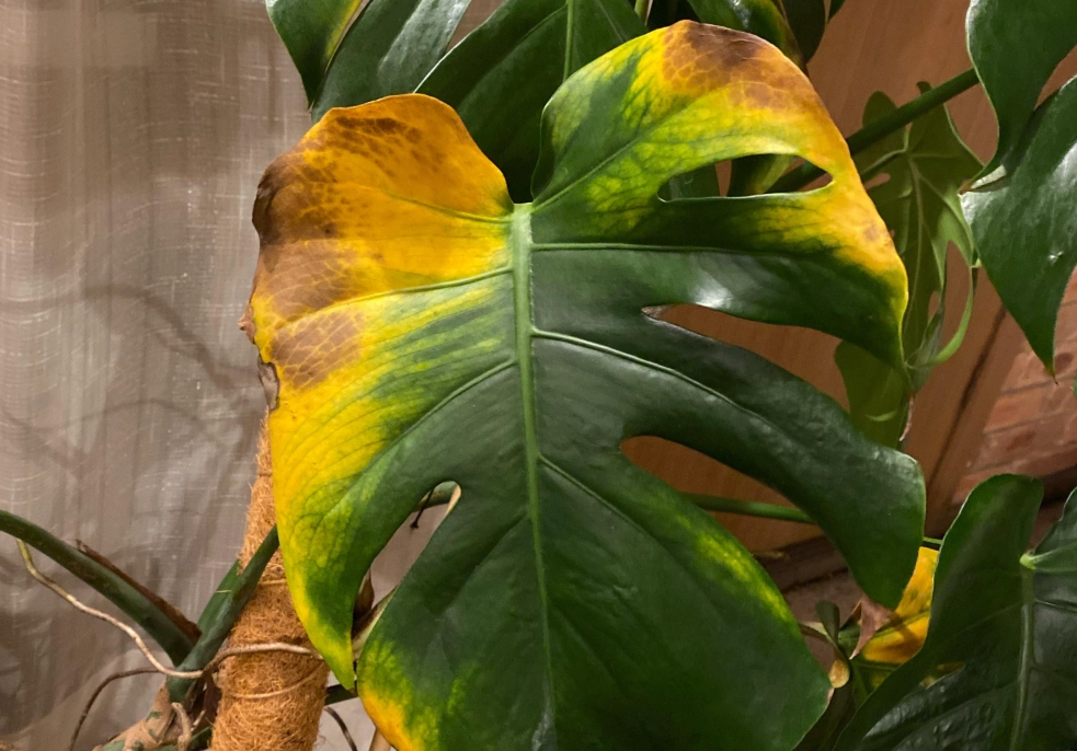 龜背芋葉子黃色 龜背芋葉子黃色