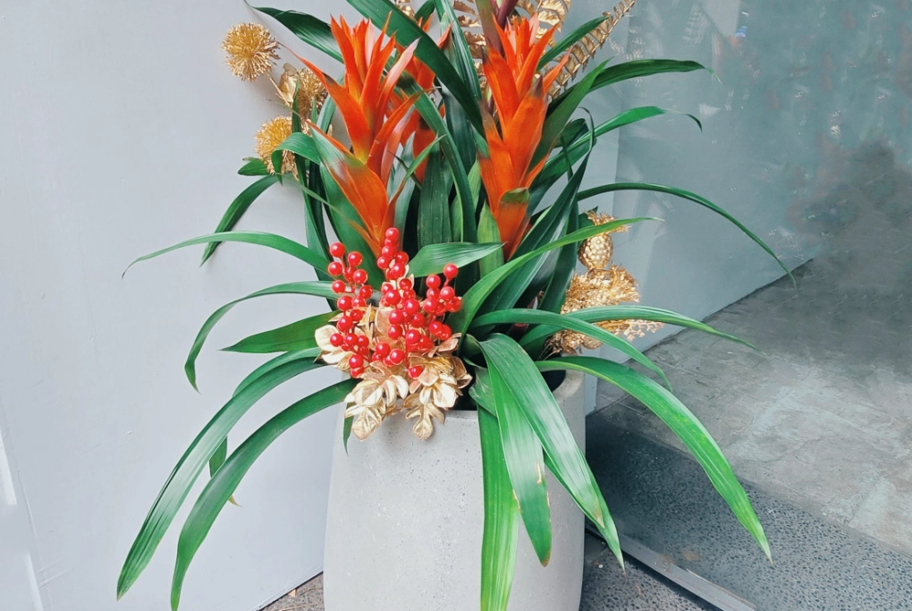 鳳梨花盆栽照顧