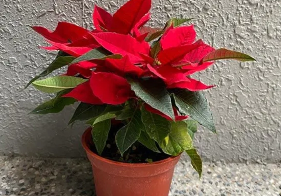 養貓不能種的植物