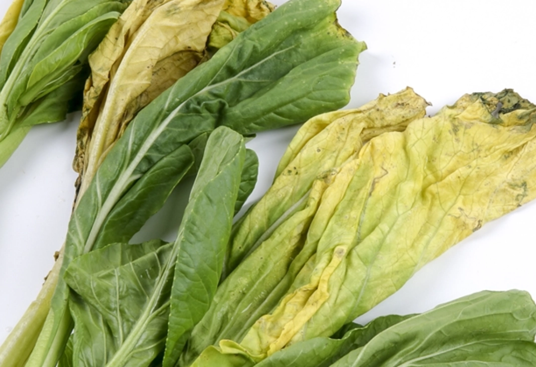 青菜變黃還可以吃嗎