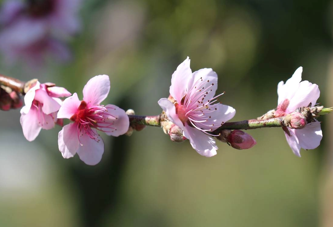 桃花對貓有害嗎