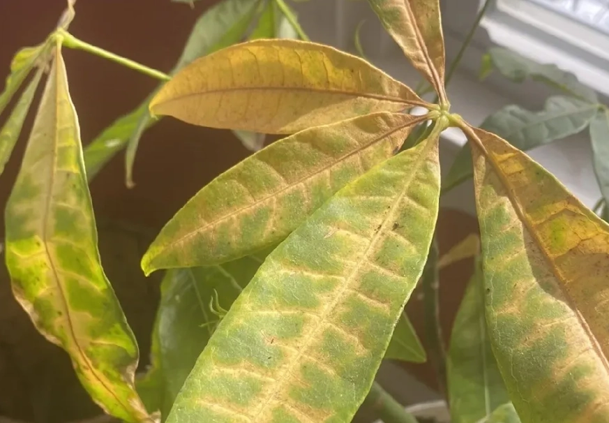 發財樹葉變黃