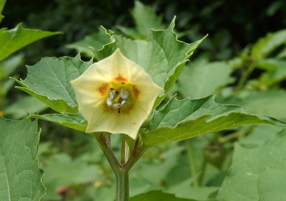 燈籠果花 燈籠果花