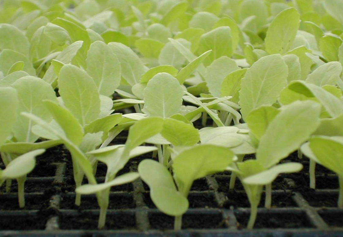 菜苗徒長 菜苗徒長