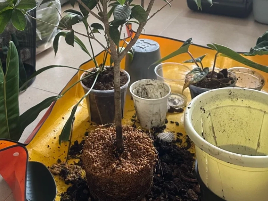 桂花土壤酸鹼值