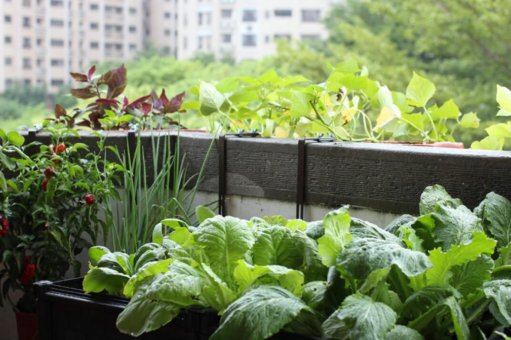 好種的蔬菜水果