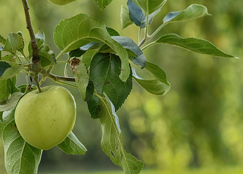蘋果葉子