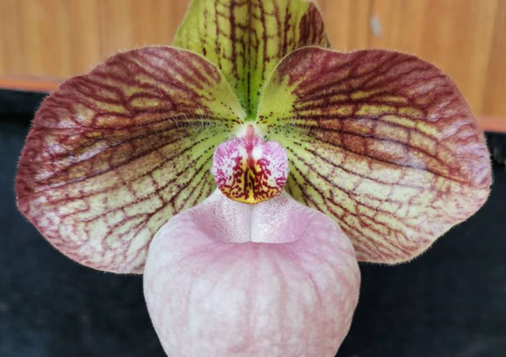 如何照顧拖鞋蘭