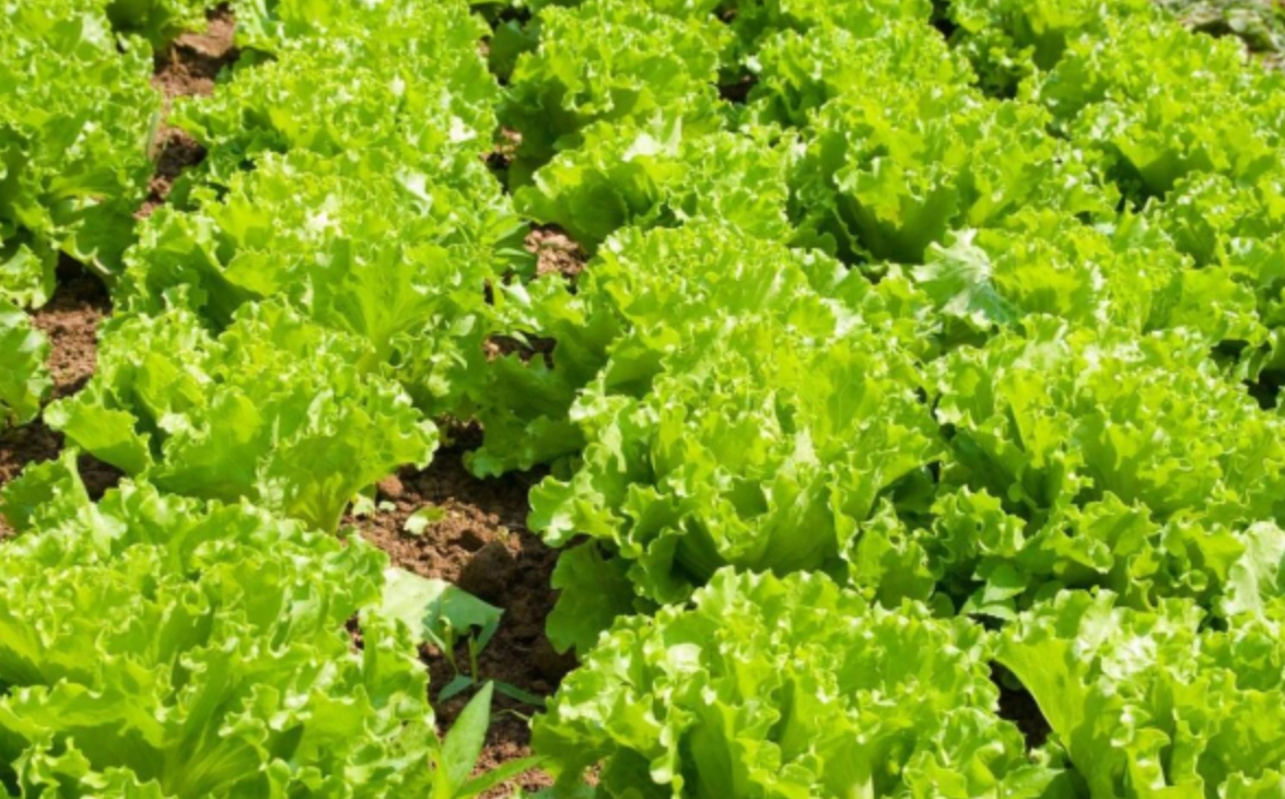 四季都可以種的蔬菜