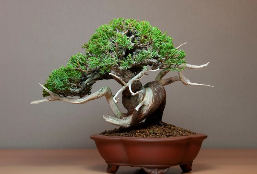 系魚川真柏照顧